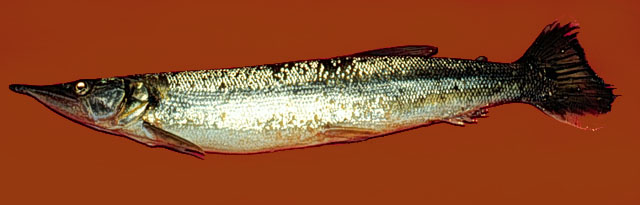 长吻鲍氏脂鲤(Boulengerella cuvieri)