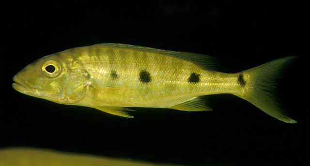 小鳞鲍伦丽鱼(Boulengerochromis microlepis)