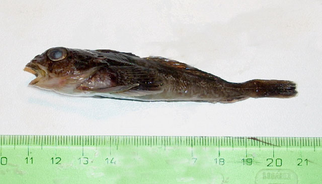 银光牛鱼(Bovichtus argentinus)