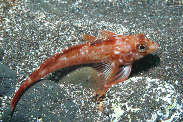 双棘牛鱼(Bovichtus diacanthus)