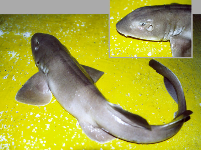 科氏长须鲨(Brachaelurus colcloughi)