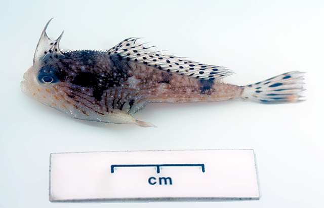 澳洲臂鈎躄鱼(Brachionichthys australis)