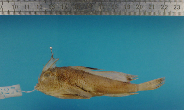 粗体臂鈎躄鱼(Brachionichthys hirsutus)