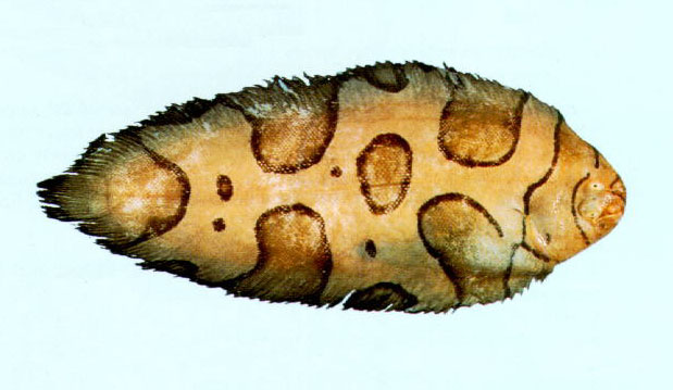 云斑宽箬鳎(Brachirus annularis)