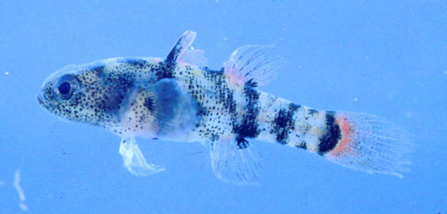 湄公河短虾虎(Brachygobius mekongensis)