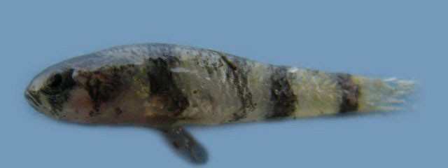 印度短虾虎(Brachygobius nunus)