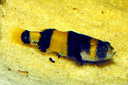 黄带短虾虎(Brachygobius xanthozonus)