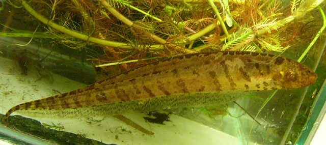 鳍尾短身电鳗(Brachyhypopomus pinnicaudatus)