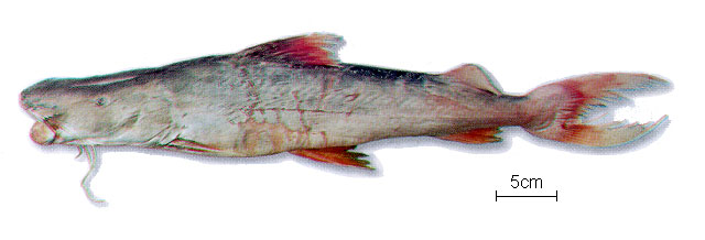 鲁氏短平口鲇(Brachyplatystoma rousseauxii)