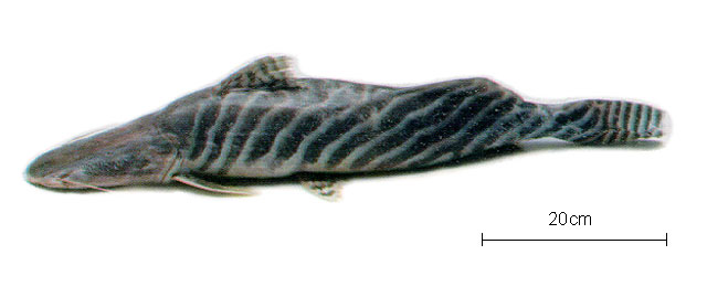 虎纹短平口鲇(Brachyplatystoma tigrinum)