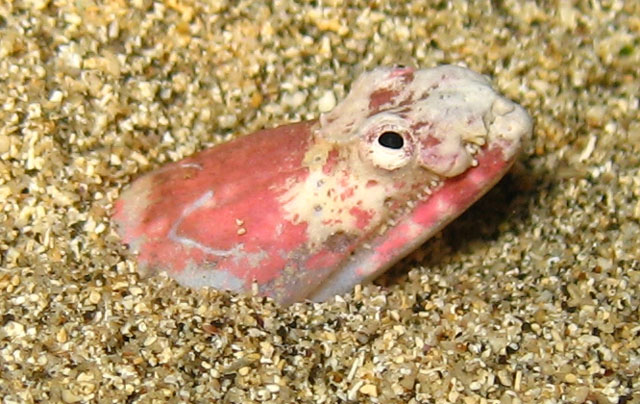 大西洋短体蛇鳗(Brachysomophis atlanticus)