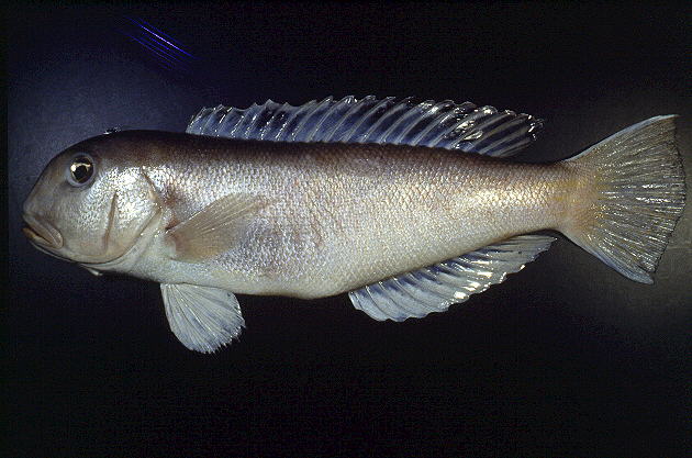 白方头鱼(Branchiostegus albus)