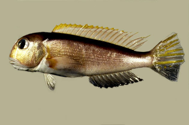 斑鳍方头鱼(Branchiostegus auratus)