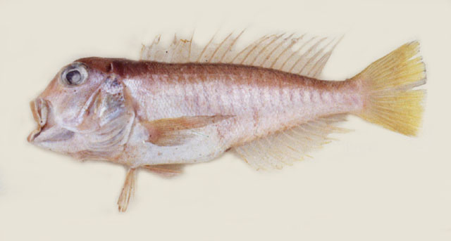 横带方头鱼(Branchiostegus doliatus)