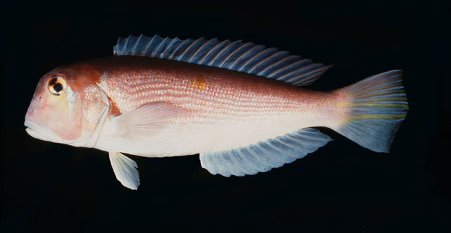 日本方头鱼(Branchiostegus japonicus)