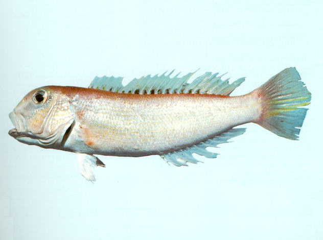 红背方头鱼(Branchiostegus sawakinensis)