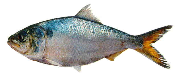 金油鲱(Brevoortia aurea)