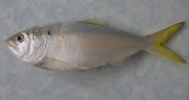 贡氏油鲱(Brevoortia gunteri)