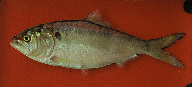 梳油鲱(Brevoortia pectinata)