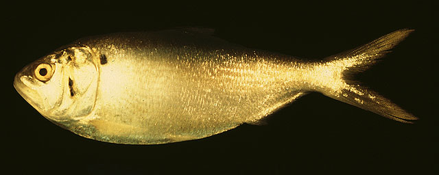 史氏油鲱(Brevoortia smithi)