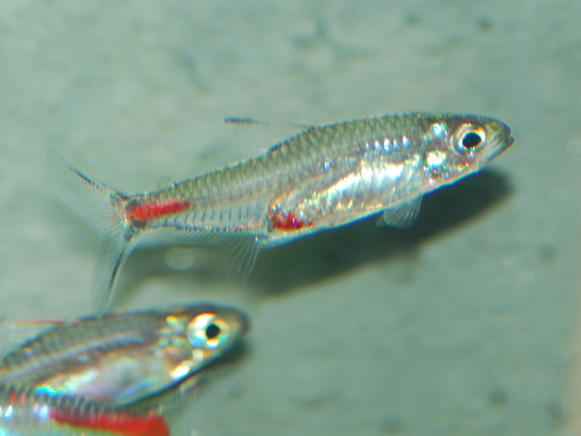 巴西布列塔尼鱼(Brittanichthys axelrodi)