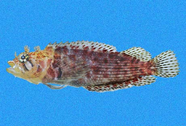 条脂鳚(Brockius striatus)