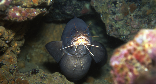 须鼬鳚(Brotula barbata)