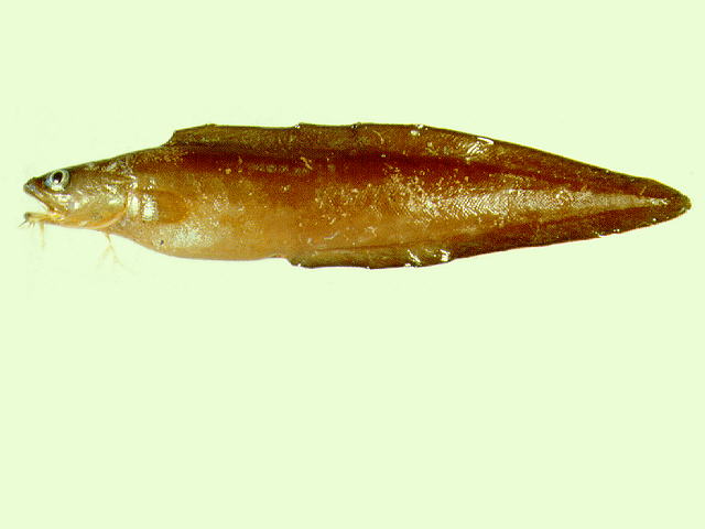 多须鼬鳚(Brotula multibarbata)
