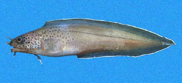 奥氏须鼬鳚(Brotula ordwayi)