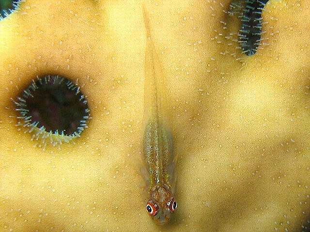 裸头珊瑚虾虎(Bryaninops ridens)