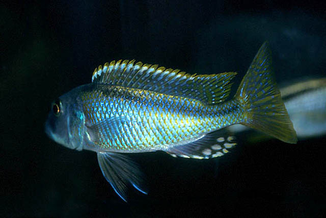 细尾颊丽鱼(Buccochromis lepturus)