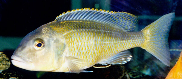 背带颊丽鱼(Buccochromis nototaenia)