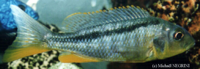 罗氏颊丽鱼(Buccochromis rhoadesii)