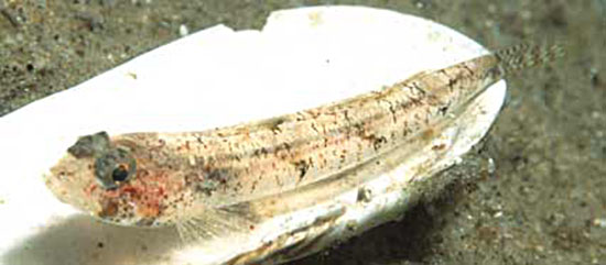 安芬冰岛虾虎(Buenia affinis)