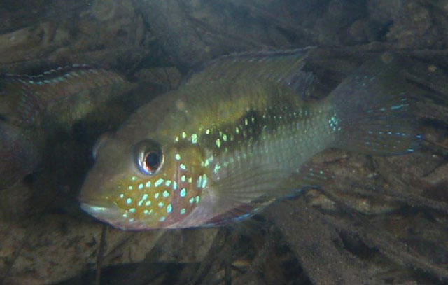 玻利维亚布琼丽鱼(Bujurquina oenolaemus)