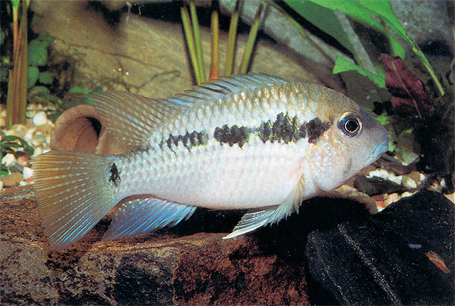 异布琼丽鱼(Bujurquina peregrinabunda)