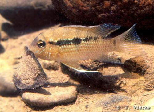 污斑布琼丽鱼(Bujurquina syspilus)