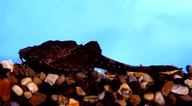 多疣丘头鲇(Bunocephalus verrucosus)