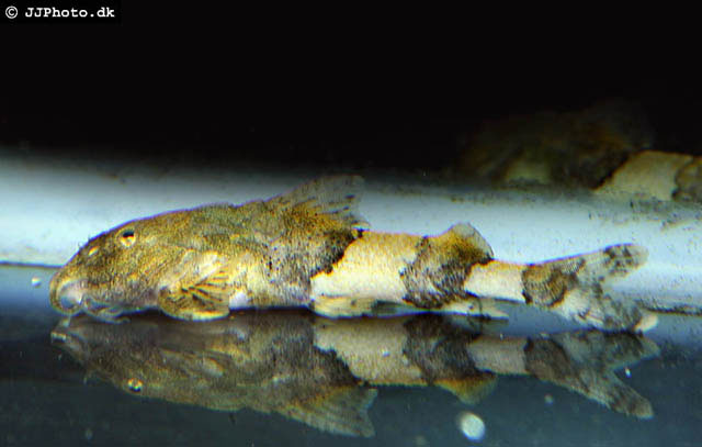 雕骨鮡(Caelatoglanis zonatus)