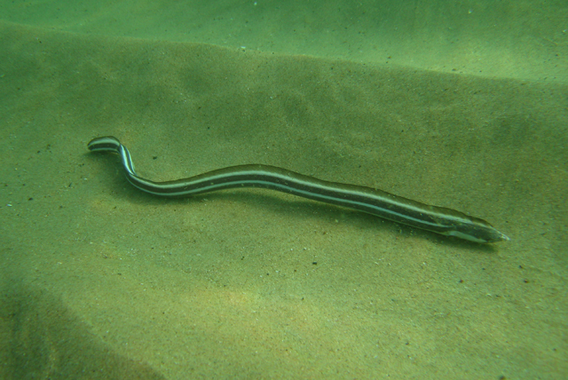 双线丽蛇鳗(Callechelys bilinearis)