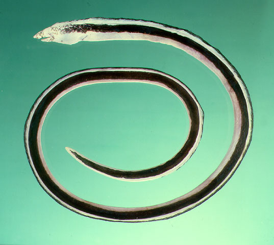 下口丽蛇鳗(Callechelys catostoma)