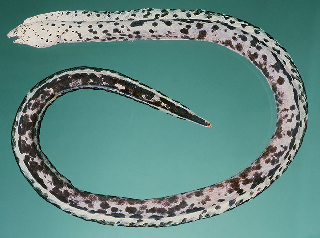 褐黄丽蛇鳗(Callechelys lutea)