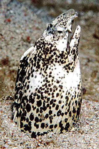 云纹丽蛇鳗(Callechelys marmorata)