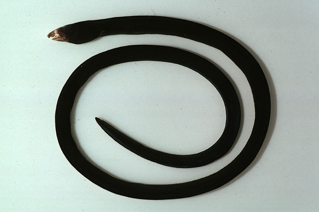 丘丽蛇鳗(Callechelys papulosa)