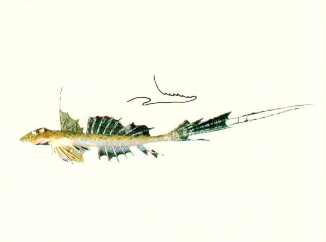 澳大利亚䲗(Callionymus australis)