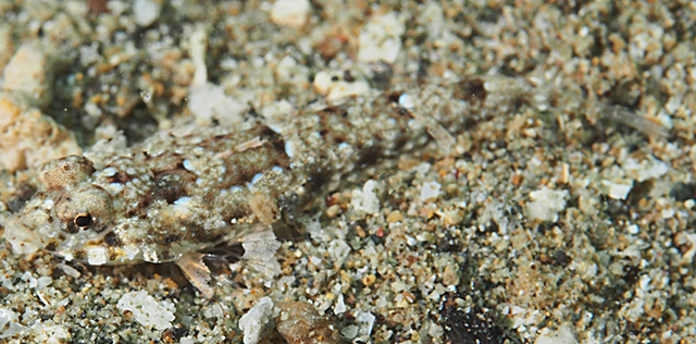 斑鳍䲗(Callionymus enneactis)