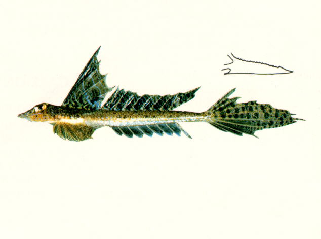格氏䲗(Callionymus grossi)