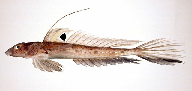 Callionymus lunatus(Callionymus lunatus)