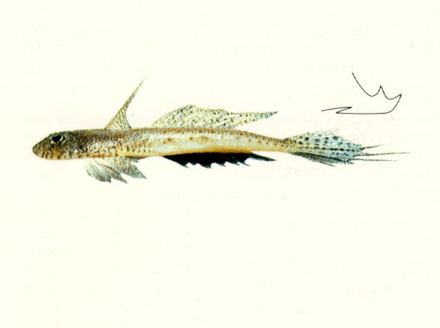 南方䲗(Callionymus meridionalis)