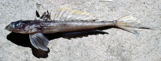 鳍斑䲗(Callionymus semeiophor)